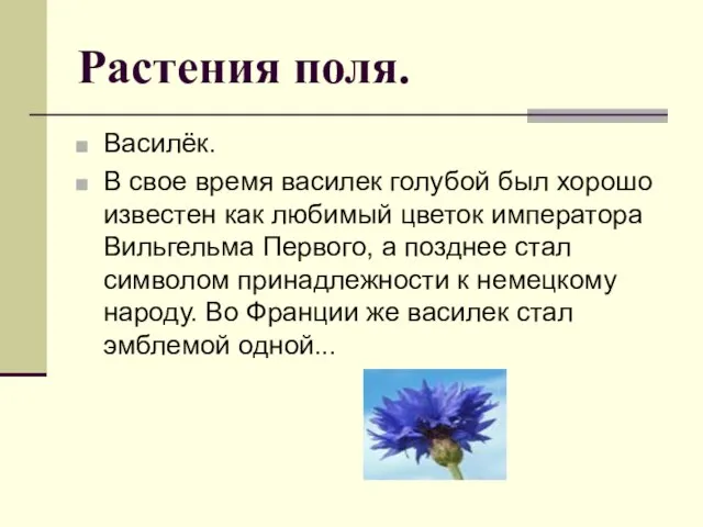 Растения поля. Василёк. В свое время василек голубой был хорошо известен как