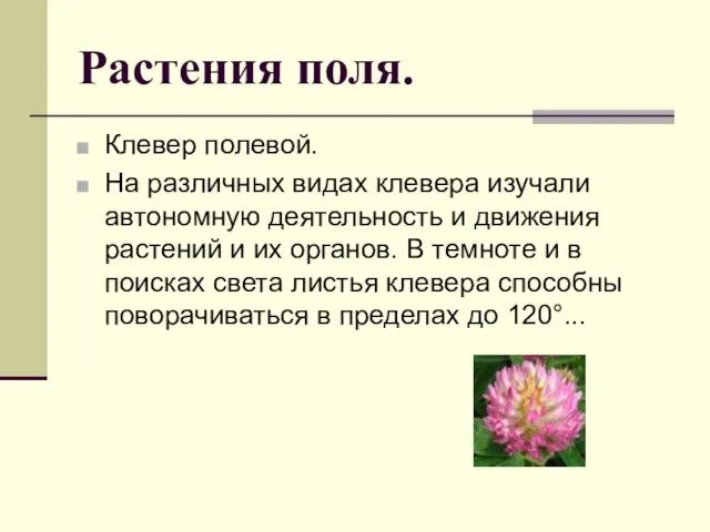 Растения поля. Клевер полевой. На различных видах клевера изучали автономную деятельность и