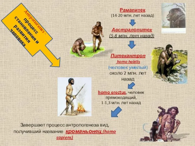 Антропогенез - процесс становления и развития человека Рамапитек (14-20 млн. лет назад)