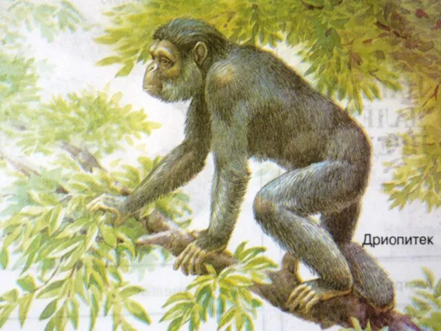 Кто он – наш предок? Самым древним предком человека и современной обезьяны