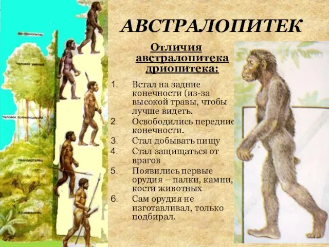 АВСТРАЛОПИТЕК Отличия австралопитека дриопитека: Встал на задние конечности (из-за высокой травы, чтобы