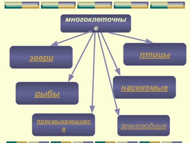 многоклеточные рыбы пресмыкающиеся птицы звери насекомые земноводные