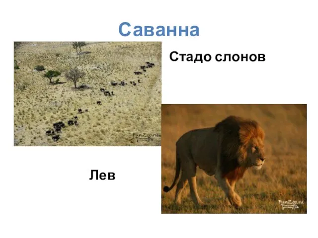 Саванна Стадо слонов Лев