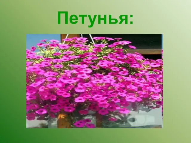 Петунья: