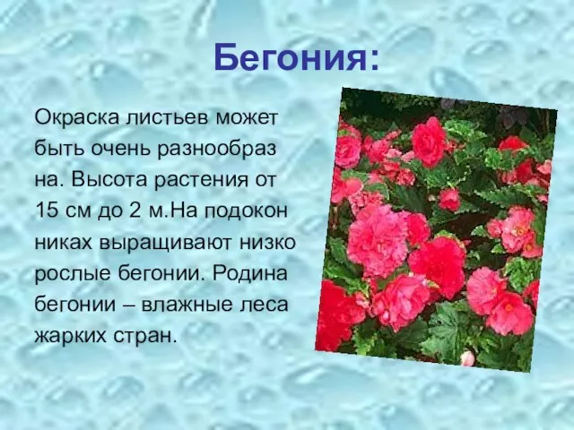 Бегония: Окраска листьев может быть очень разнообраз на. Высота растения от 15