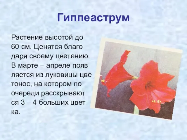 Гиппеаструм Растение высотой до 60 см. Ценятся благо даря своему цветению. В