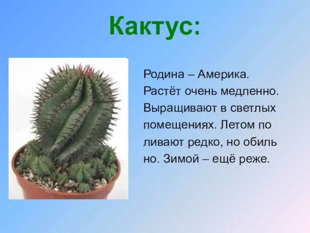 Кактус: Родина – Америка. Растёт очень медленно. Выращивают в светлых помещениях. Летом