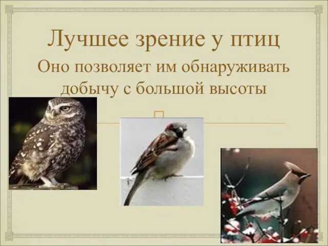 Лучшее зрение у птиц Оно позволяет им обнаруживать добычу с большой высоты