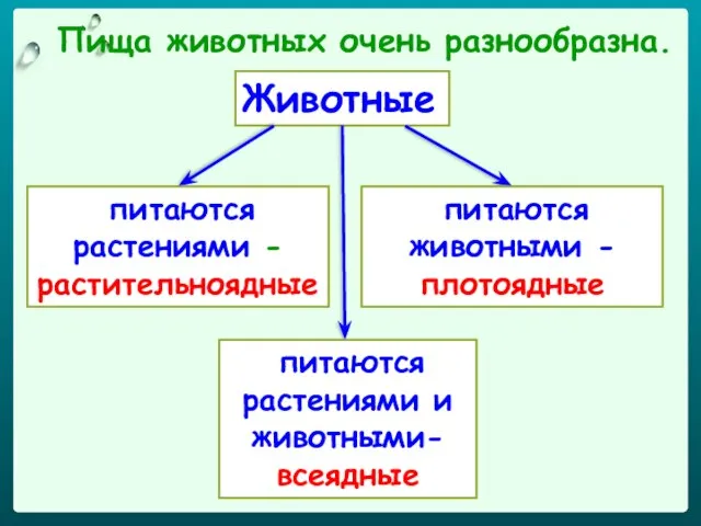 Животные Пища животных очень разнообразна. питаются растениями - растительноядные питаются животными -