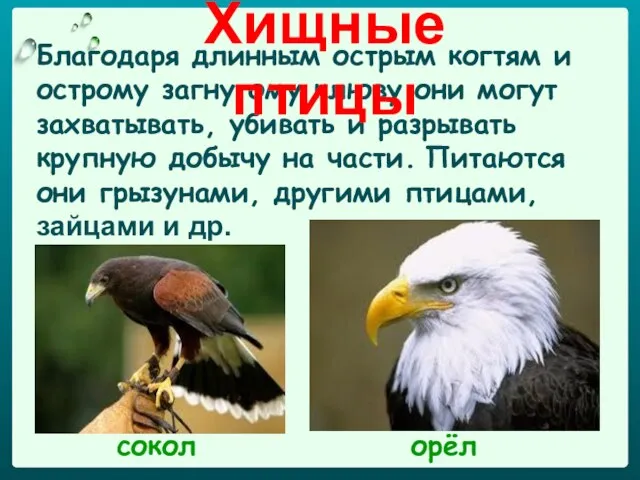 Благодаря длинным острым когтям и острому загнутому клюву они могут захватывать, убивать