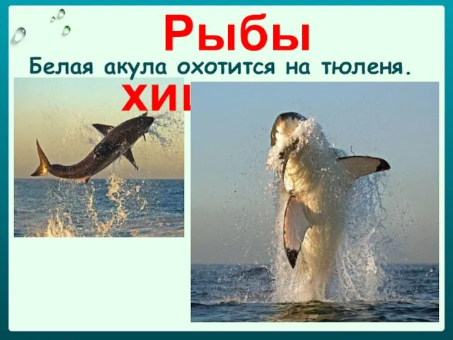 Рыбы хищники: Белая акула охотится на тюленя.