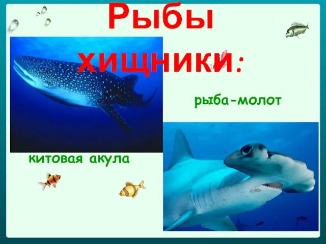 китовая акула рыба-молот Рыбы хищники: