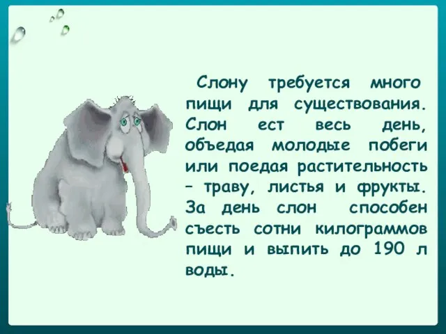 Слону требуется много пищи для существования. Слон ест весь день, объедая молодые