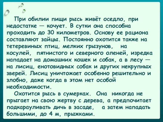 При обилии пищи рысь живёт оседло, при недостатке — кочует. В сутки