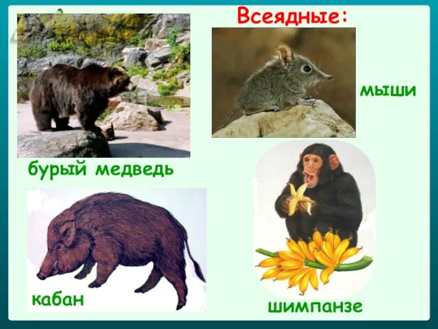 Всеядные: бурый медведь кабан шимпанзе мыши