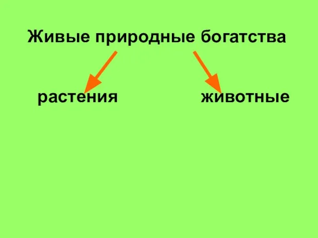 Живые природные богатства растения животные