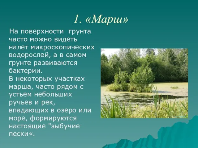 1. «Марш» На поверхности грунта часто можно видеть налет микроскопических водорослей, а