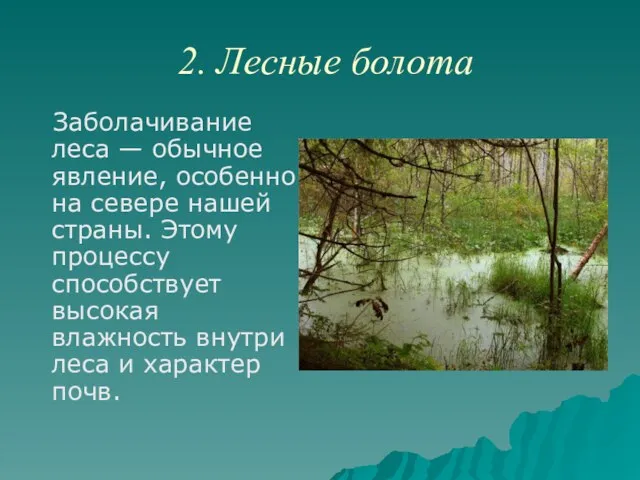 2. Лесные болота Заболачивание леса — обычное явление, особенно на севере нашей
