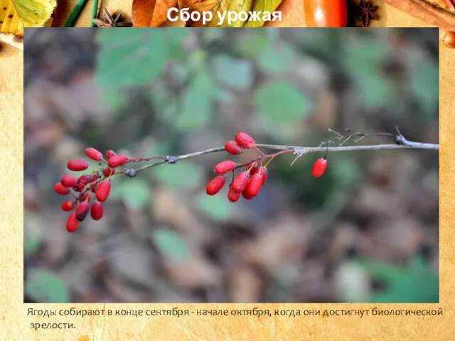 Сбор урожая Ягоды собирают в конце сентября - начале октября, когда они достигнут биологической зрелости.