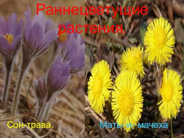 Анатольева Э.В. Раннецветущие растения. Сон-трава. Мать- и- мачеха