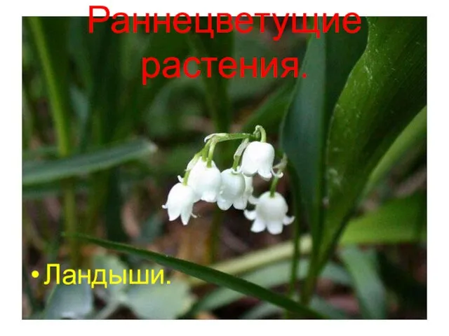 Анатольева Э.В. Раннецветущие растения. Ландыши.