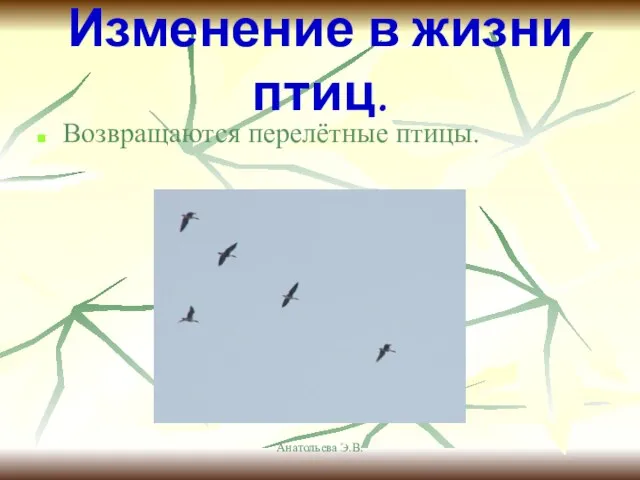 Анатольева Э.В. Изменение в жизни птиц. Возвращаются перелётные птицы.