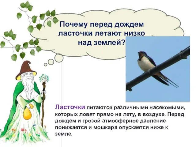 Почему перед дождем ласточки летают низко над землей? Ласточки питаются различными насекомыми,