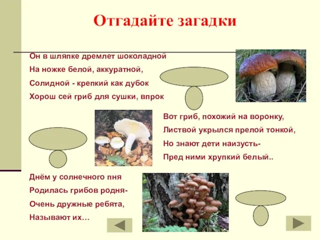 боровик груздь опята Отгадайте загадки Он в шляпке дремлет шоколадной На ножке