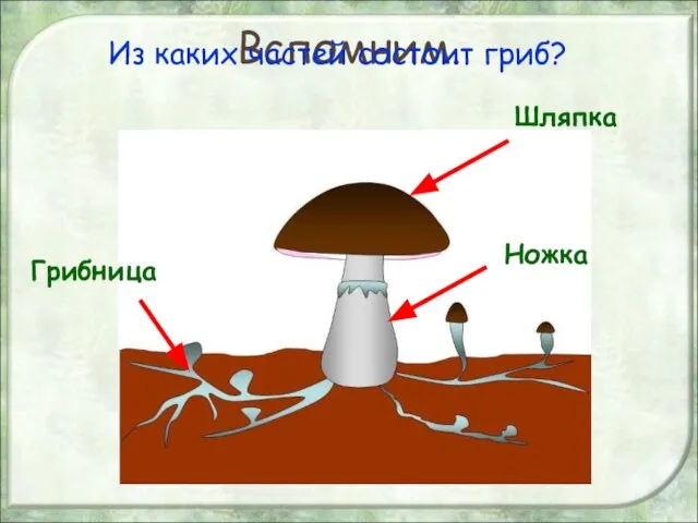 Вспомним. Из каких частей состоит гриб? Шляпка Ножка Грибница