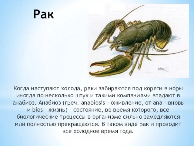 Рак Когда наступают холода, раки забираются под коряги в норы иногда по