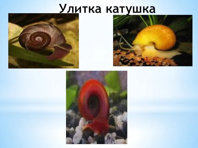 Улитка катушка