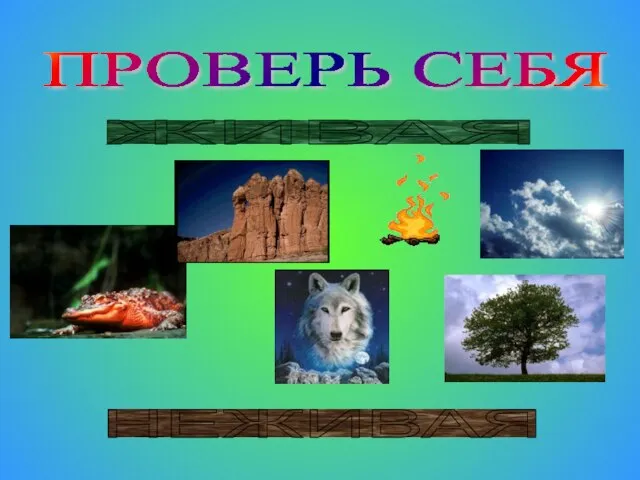 ПРОВЕРЬ СЕБЯ ЖИВАЯ НЕЖИВАЯ