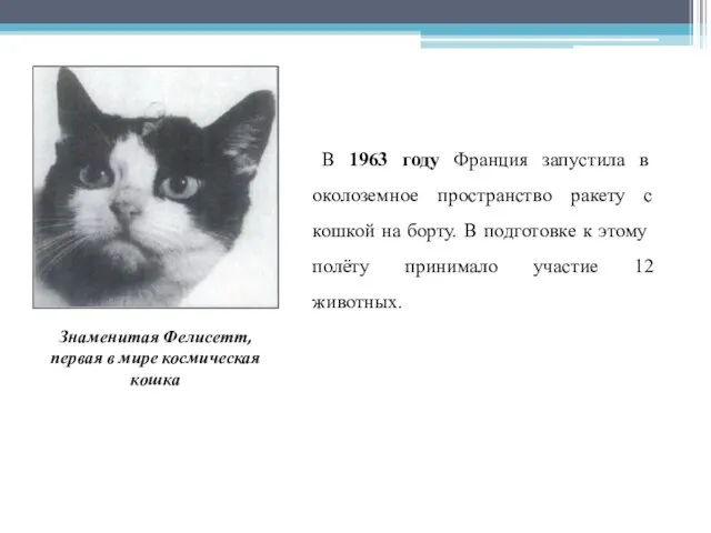 В 1963 году Франция запустила в околоземное пространство ракету с кошкой на