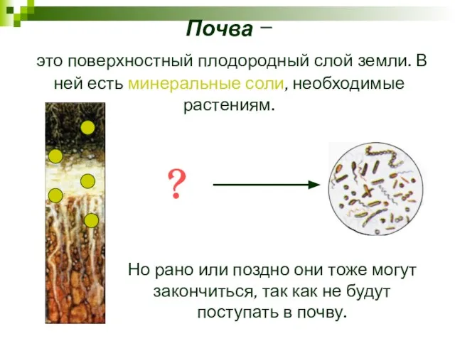 Почва – это поверхностный плодородный слой земли. В ней есть минеральные соли,
