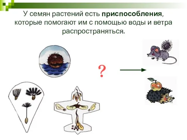 У семян растений есть приспособления, которые помогают им с помощью воды и ветра распространяться. ?