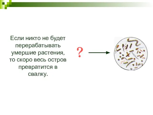 Если никто не будет перерабатывать умершие растения, то скоро весь остров превратится в свалку. ?