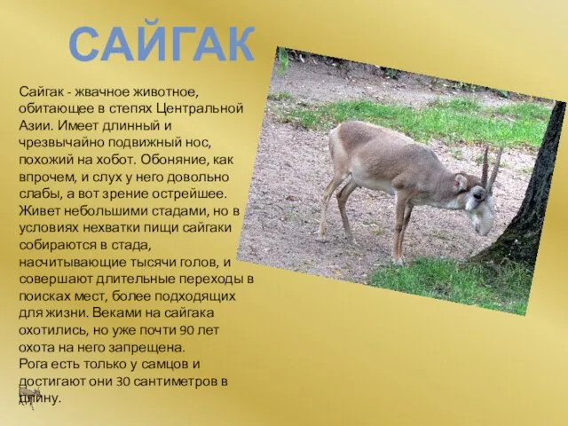 САЙГАК Сайгак - жвачное животное, обитающее в степях Центральной Азии. Имеет длинный
