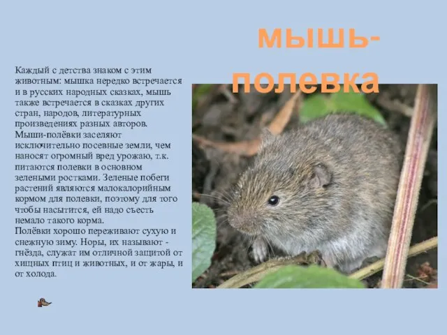 мышь- полевка Каждый с детства знаком с этим животным: мышка нередко встречается