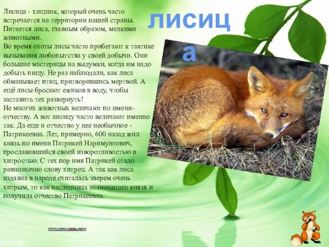 лисица Лисица - хищник, который очень часто встречается на территории нашей страны.