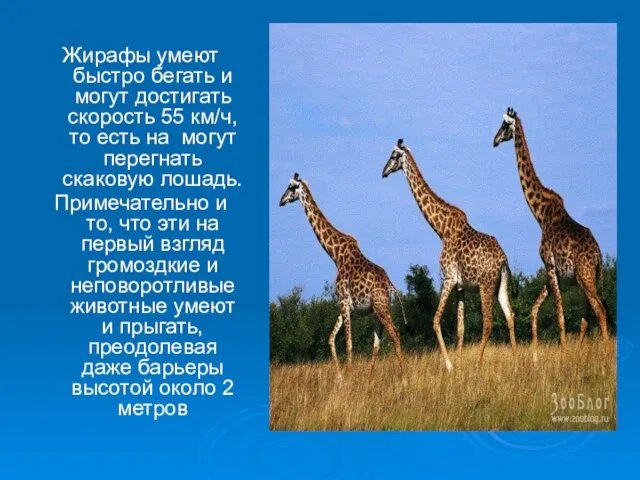 Жирафы умеют быстро бегать и могут достигать скорость 55 км/ч, то есть