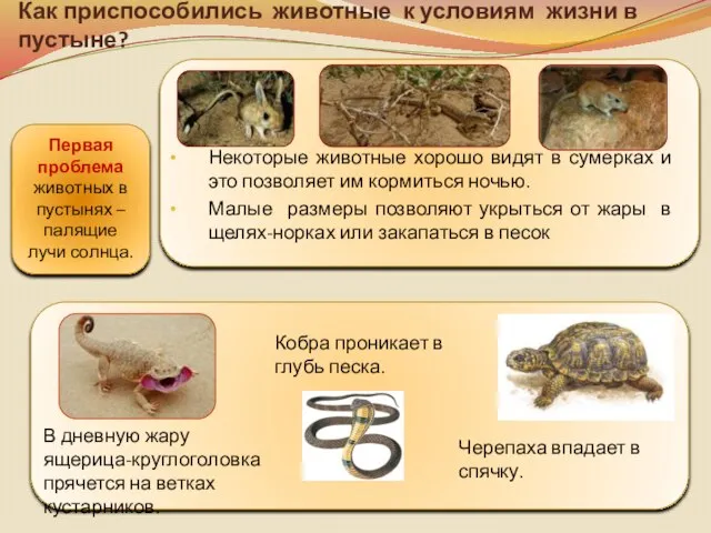 Как приспособились животные к условиям жизни в пустыне? Первая проблема животных в