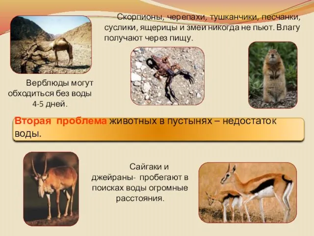 Верблюды могут обходиться без воды 4-5 дней. Вторая проблема животных в пустынях