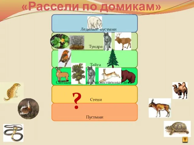 Ледяные пустыни Тайга Смешанные и широколиственные леса Тундра ? Степи Пустыни «Рассели по домикам»