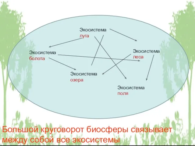 Экосистема луга Экосистема болота Экосистема леса Экосистема озера Экосистема поля Большой круговорот