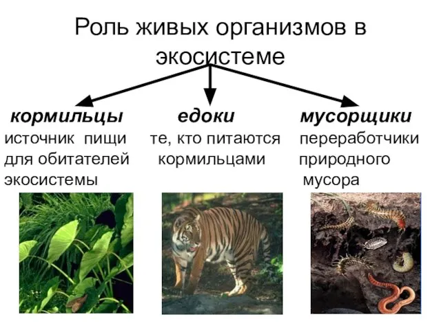 Роль живых организмов в экосистеме кормильцы едоки мусорщики источник пищи те, кто