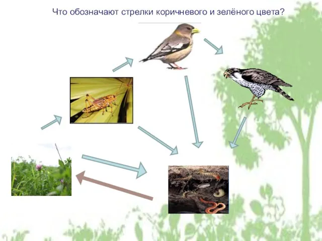 Что обозначают стрелки коричневого и зелёного цвета?