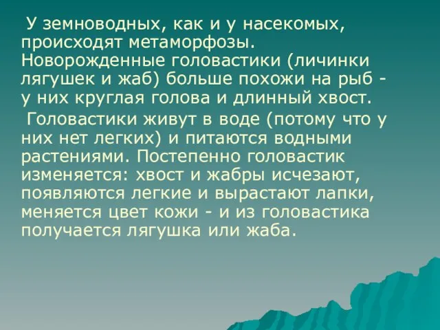 У земноводных, как и у насекомых, происходят метаморфозы. Новорожденные головастики (личинки лягушек