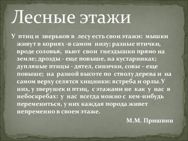 У птиц и зверьков в лесу есть свои этажи: мышки живут в