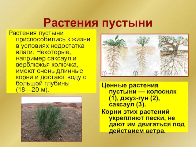 Растения пустыни Растения пустыни приспособились к жизни в усло­виях недостатка влаги. Некоторые,