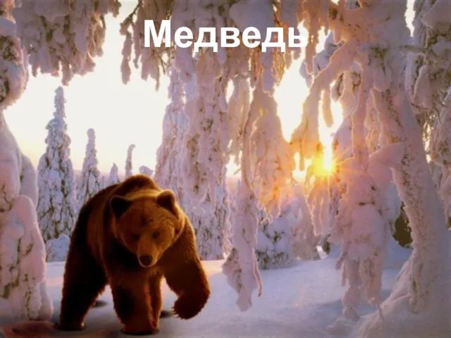 Медведь